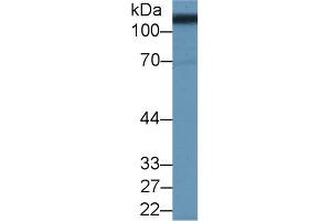 Western Blot; Sample: Porcine Kidney lysate; Primary Ab: 2µg/ml Rabbit Anti-Human SLC3A2 Antibody Second Ab: 0.