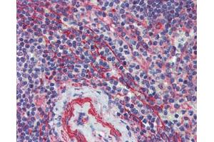 Immunohistochemistry (IHC) image for anti-Multiple C2 Domains, Transmembrane 1 (MCTP1) (Middle Region) antibody (ABIN502513) (MCTP1 Antikörper  (Middle Region))