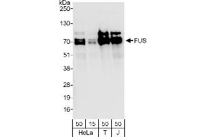 Western Blotting (WB) image for anti-Fused in Sarcoma (FUS) (C-Term) antibody (ABIN7453401) (FUS Antikörper  (C-Term))