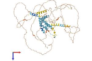 AKAP8 Protein (AA 1-692) (His tag)