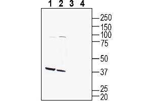 Western blot analysis of mouse brain lysate (lanes 1 and 3) and rat brain lysate (lanes 2 and 4):1-2. (G Protein-Coupled Receptor 142 (GPR142) Peptid)