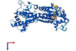 PFKFB4 Protein (AA 1-469) (His tag)