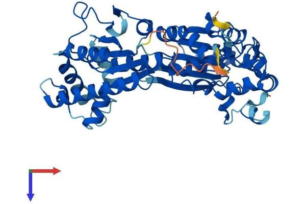 PFKFB4 Protein (AA 1-469) (His tag)