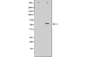 Western blot analysis of extracts of Mouse liver , using HNF1A antibody. (HNF1A Antikörper  (Internal Region))