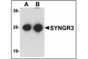 Western blot analysis of SYNGR3 in mouse brain tissue lysate with SYNGR3 antibody at (A) 1 and (B) 2 µg/ml .