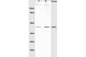 L1 rat brain lysates, L2 mouse embryos lysates probed (ABIN750748) Anti-GTPBP10 Polyclonal, Unconjugated at 1:200 in 4 °C. (GTPBP10 Antikörper  (AA 151-250))