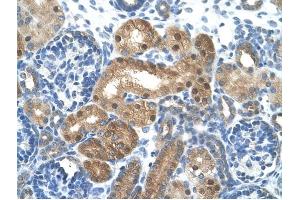 LONRF1 antibody was used for immunohistochemistry at a concentration of 4-8 ug/ml to stain EpitheliaI cells of renal tubule (arrows) in Human Kidney. (LONRF1 Antikörper  (N-Term))
