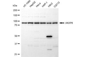 Western blotting analysis using AKAP8 antibody (ABIN7797435).