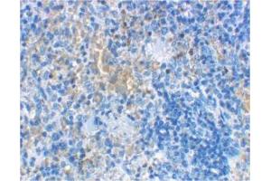 Image no. 1 for anti-Lymphocyte Antigen 96 (LY96) antibody (ABIN204170) (LY96 Antikörper)