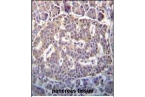 SCYL1 Antibody (N-term) (ABIN652299 and ABIN2841349) immunohistochemistry analysis in formalin fixed and paraffin embedded human pancreas tissue followed by peroxidase conjugation of the secondary antibody and DAB staining. (SCYL1 Antikörper  (N-Term))