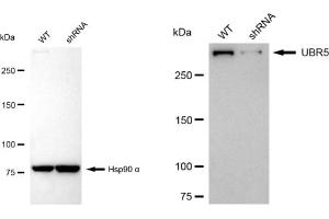 Western blotting analysis using UBR5 antibody (ABIN7800719).