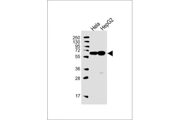 UTP6 antibody  (N-Term)