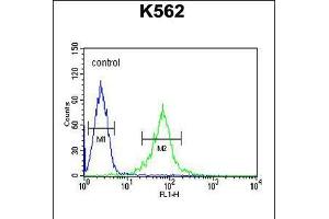 Flow cytometric analysis of K562 cells (right histogram) compared to a negative control cell (left histogram). (GAS2L1 Antikörper  (C-Term))