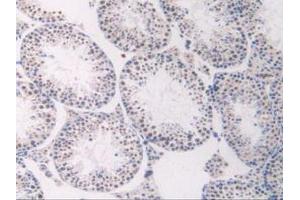 IHC-P analysis of Mouse Testis Tissue, with DAB staining. (FLT1 Antikörper  (AA 27-329))