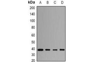Western blot analysis of PENK expression in THP1 (A), HT29 (B), mouse brain (C), rat brain (D) whole cell lysates.