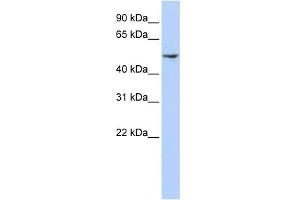 WB Suggested Anti-DCTN2 Antibody Titration: 0. (Dynamitin Antikörper  (N-Term))