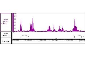 Histone H3K4ac antibody (pAb) tested by ChIP-Seq Chromatin immunoprecipitation (ChIP) was performed using the ChIP-IT High Sensitivity Kit with 30 μg of HeLa cell chromatin and 10 μg of antibody.
