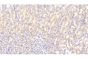 Detection of SCFR in Mouse Kidney Tissue using Polyclonal Antibody to Stem Cell Factor Receptor (SCFR) (KIT Antikörper  (AA 343-527))