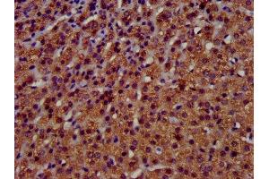 IHC image of ABIN7173123 diluted at 1:400 and staining in paraffin-embedded human adrenal gland tissue performed on a Leica BondTM system. (TMEM192 Antikörper  (AA 193-271))