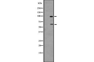 Western blot analysis of GPR133 expression in 293 cell line lysates ;,The lane on the left is treated with the antigen-specific peptide. (G Protein-Coupled Receptor 133 Antikörper  (Internal Region))
