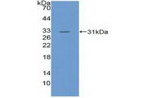 Detection of Recombinant EGFL7, Mouse using Polyclonal Antibody to EGF Like Domain Protein, Multiple 7 (EGFL7) (EGF Like Domain Protein, Multiple 7 (AA 22-275) Antikörper)