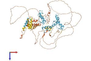 BCL6 Protein (AA 1-707) (His tag)