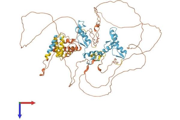 BCL6 Protein (AA 1-707) (His tag)