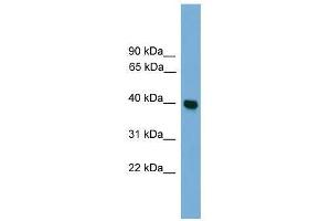 GNAI3 antibody used at 0. (GNAI3 Antikörper  (Middle Region))