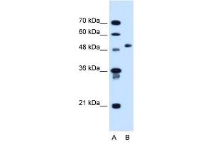 Western Blotting (WB) image for anti-Collagen, Type VI, alpha 2 (COL6A2) (C-Term) antibody (ABIN629654)