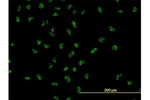 Immunofluorescence (IF) image for anti-Upstream Binding Transcription Factor, RNA Polymerase I (UBTF) (AA 551-650) antibody (ABIN563329)