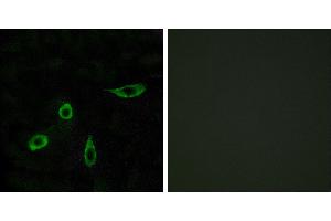 Peptide - +Western blot analysis of extracts from COLO205 cells, using EDG4 antibody. (EDG4 Antikörper  (Internal Region))