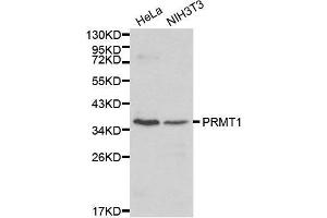 Western blot analysis of Hela cell and NIH3T3 cell lysate using PRMT1 antibody. (PRMT1 Antikörper  (AA 20-353))