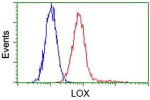 Image no. 2 for anti-Lysyl Oxidase (LOX) (AA 22-168) antibody (ABIN1491218) (LOX Antikörper  (AA 22-168))