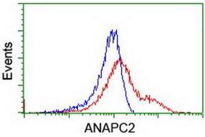 HEK293T cells transfected with either RC207539 overexpress plasmid (Red) or empty vector control plasmid (Blue) were immunostained by anti-ANAPC2 antibody (ABIN2454934), and then analyzed by flow cytometry. (ANAPC2 Antikörper)
