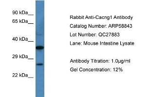 WB Suggested Anti-Cacng1  Antibody Titration: 0.