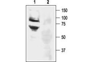 Western blot analysis of rat DRG lysate: - 1. (ASIC3 Antikörper  (Intracellular, N-Term))