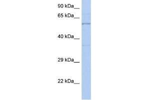 WB Suggested Anti-TH Antibody Titration: 0. (TH Antikörper  (N-Term))