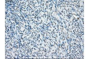 Image no. 13 for anti-P450 (Cytochrome) Oxidoreductase (POR) antibody (ABIN1497746) (POR Antikörper)