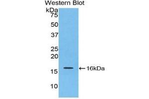 Detection of Recombinant IL16, Mouse using Polyclonal Antibody to Interleukin 16 (IL16) (IL16 Antikörper  (AA 1203-1322))