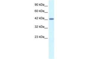 Western Blotting (WB) image for anti-Activating Transcription Factor 2 (ATF2) antibody (ABIN2460877) (ATF2 Antikörper)