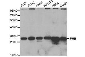 Western Blotting (WB) image for anti-Prohibitin (PHB) antibody (ABIN1874115) (Prohibitin Antikörper)