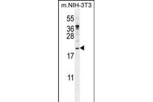 PTN Antibody (N-term) (ABIN392210 and ABIN2841908) western blot analysis in mouse NIH-3T3 cell line lysates (35 μg/lane). (Pleiotrophin Antikörper  (N-Term))