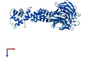 KLHL12 Protein (AA 1-568) (His tag)