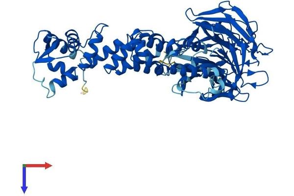 KLHL12 Protein (AA 1-568) (His tag)