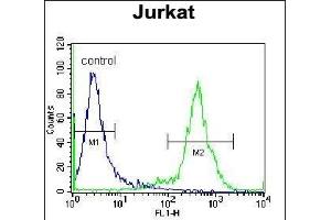 ZN Antibody (N-term) (ABIN655363 and ABIN2844920) flow cytometric analysis of Jurkat cells (right histogram) compared to a negative control cell (left histogram). (ZNF648 Antikörper  (N-Term))