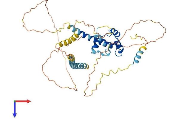 BSDC1 Protein (AA 1-430) (His tag)