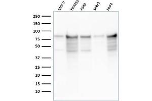 Western Blot Analysis of MCF-7, HEK-293, A549, SKBr3, HeP2 cell lysates using MCM7 Recombinant Mouse Monoclonal Antibody (rMCM7/1468).