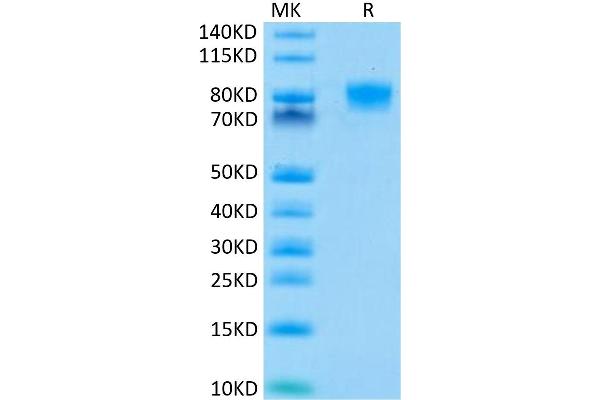 ICOSLG Protein (AA 19-258) (Fc Tag)