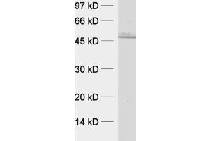 dilution: 1 : 1000, sample: rat brain homogenate (CPIPJ_CPIJ001600 Antikörper  (AA 260-379))