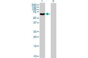 Western Blot analysis of POLG2 expression in transfected 293T cell line by POLG2 MaxPab polyclonal antibody. (POLG2 Antikörper  (AA 1-485))